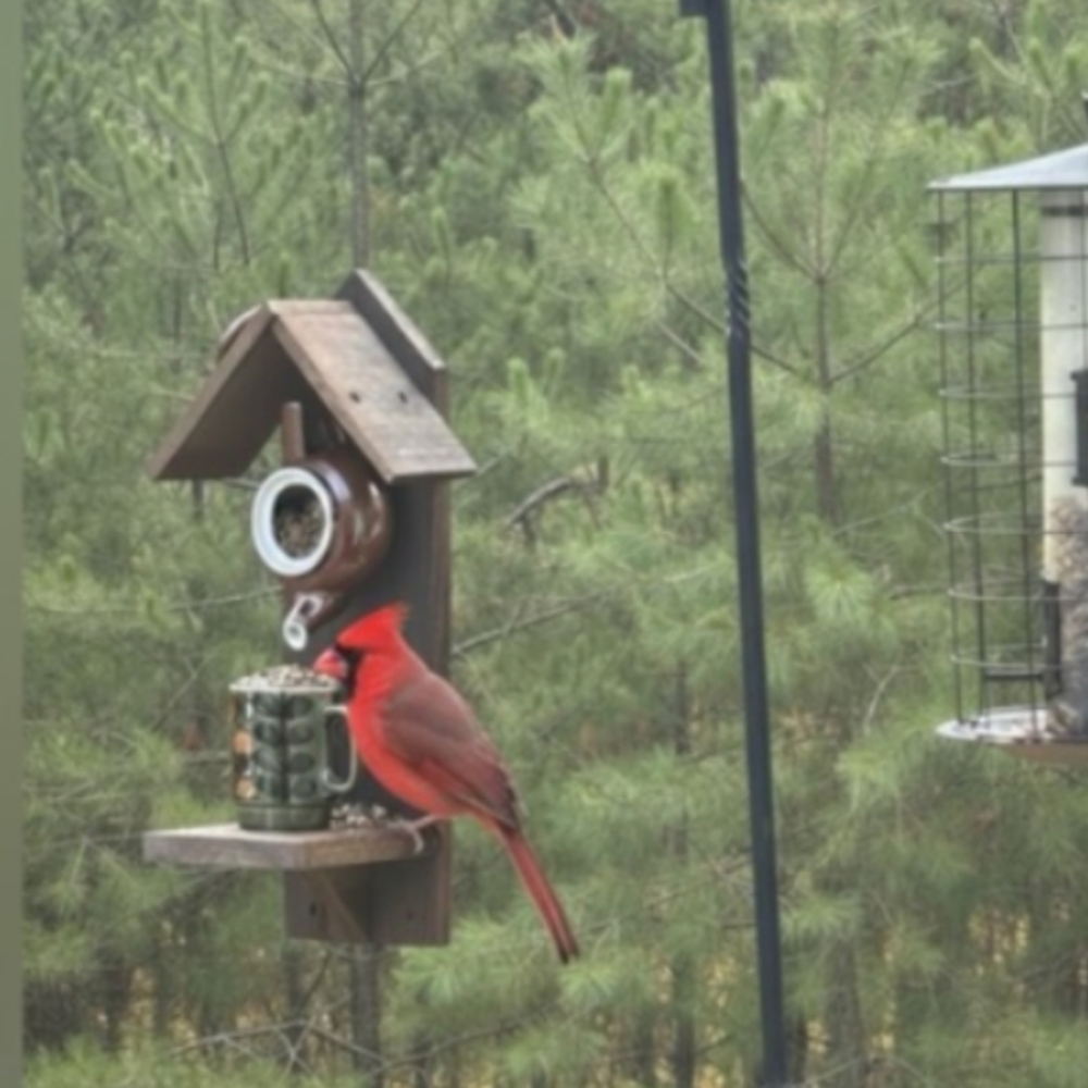 Rustic Wooden Handmade Teapot Bird Feeder Fruit - Picture 15 of 16